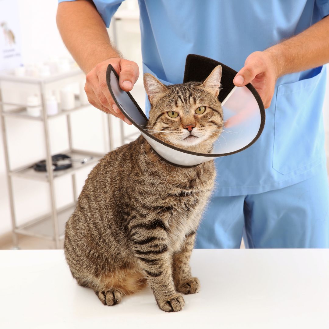 Cat Wearing a Cone in the Clinic