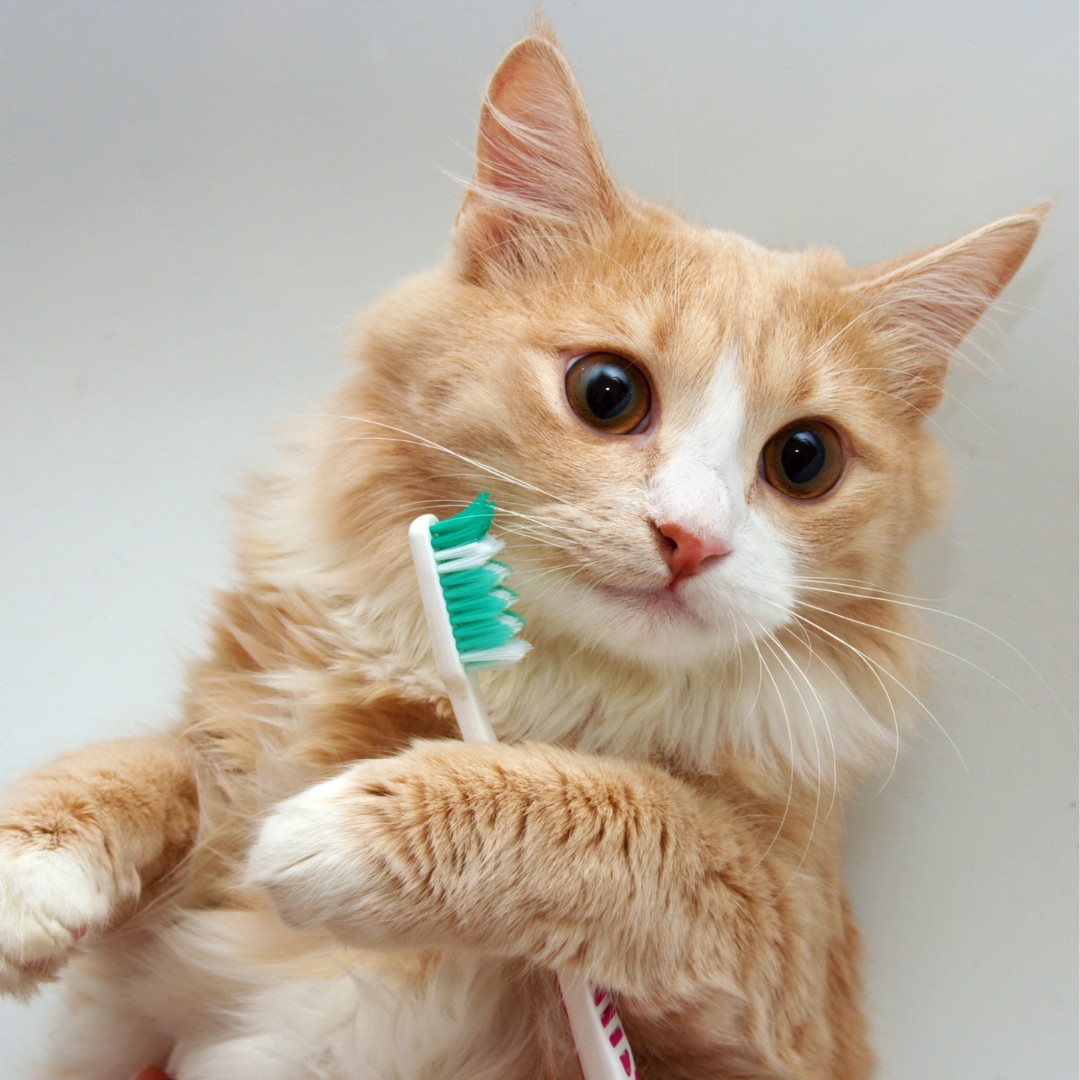 a cat holding a tooth brush