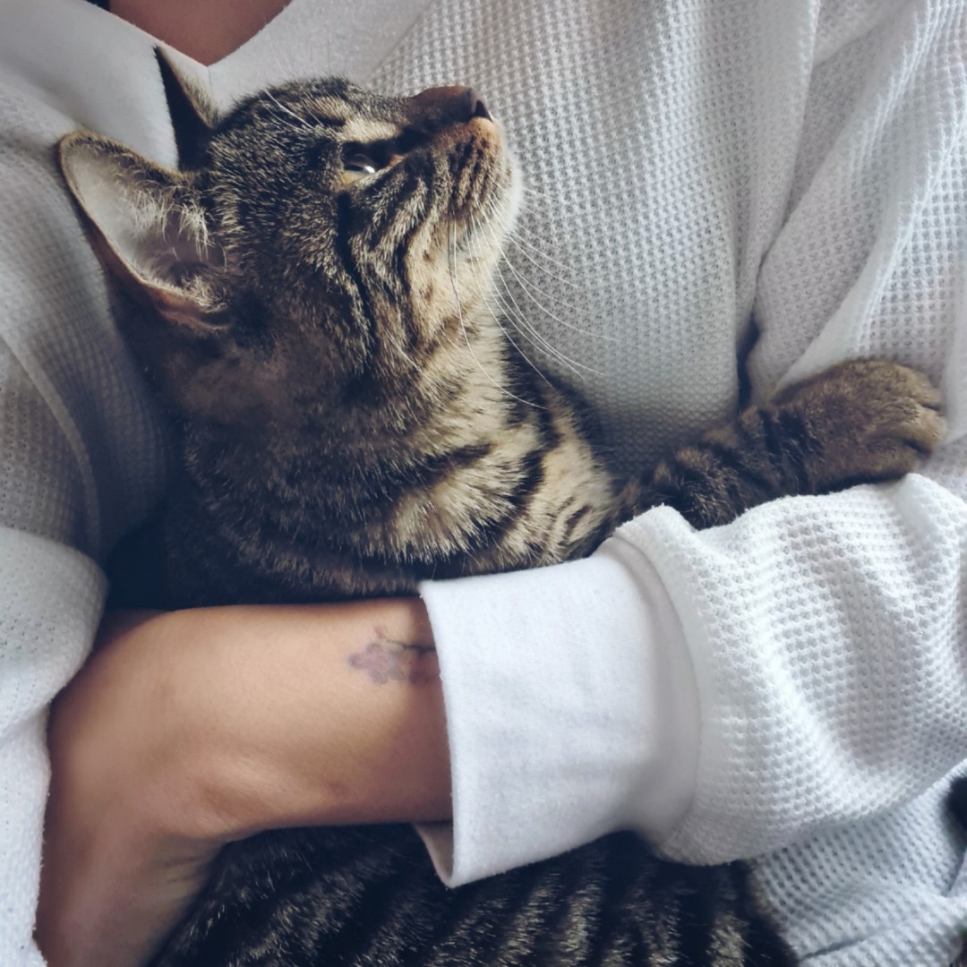 a person holding a cat