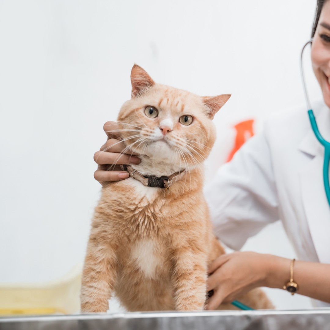 a vet holding a cat