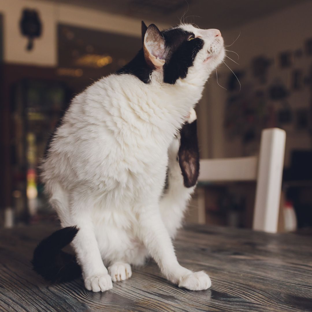 a person holding a cat