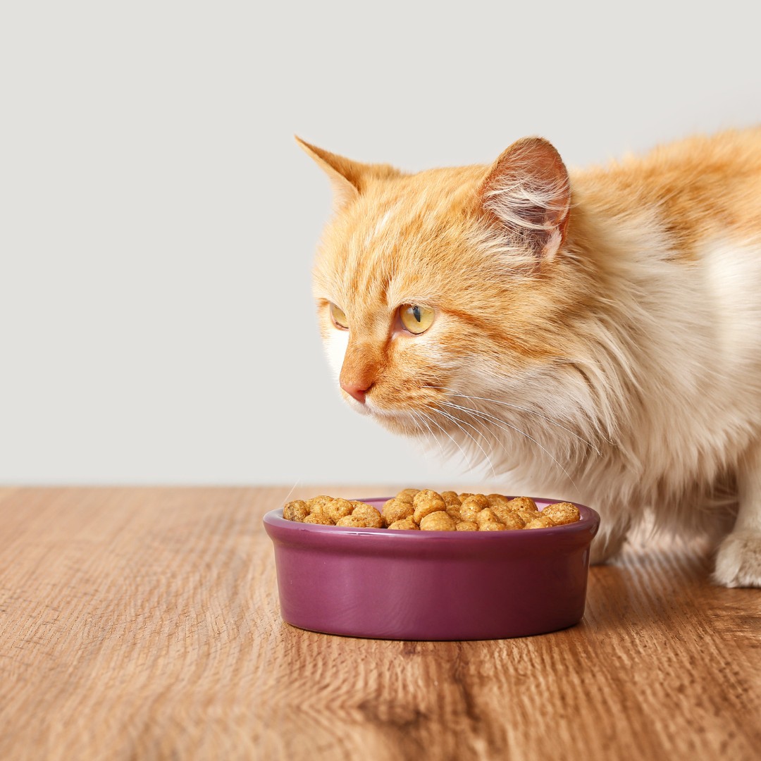 an orange and white cat eating from a purple bowl