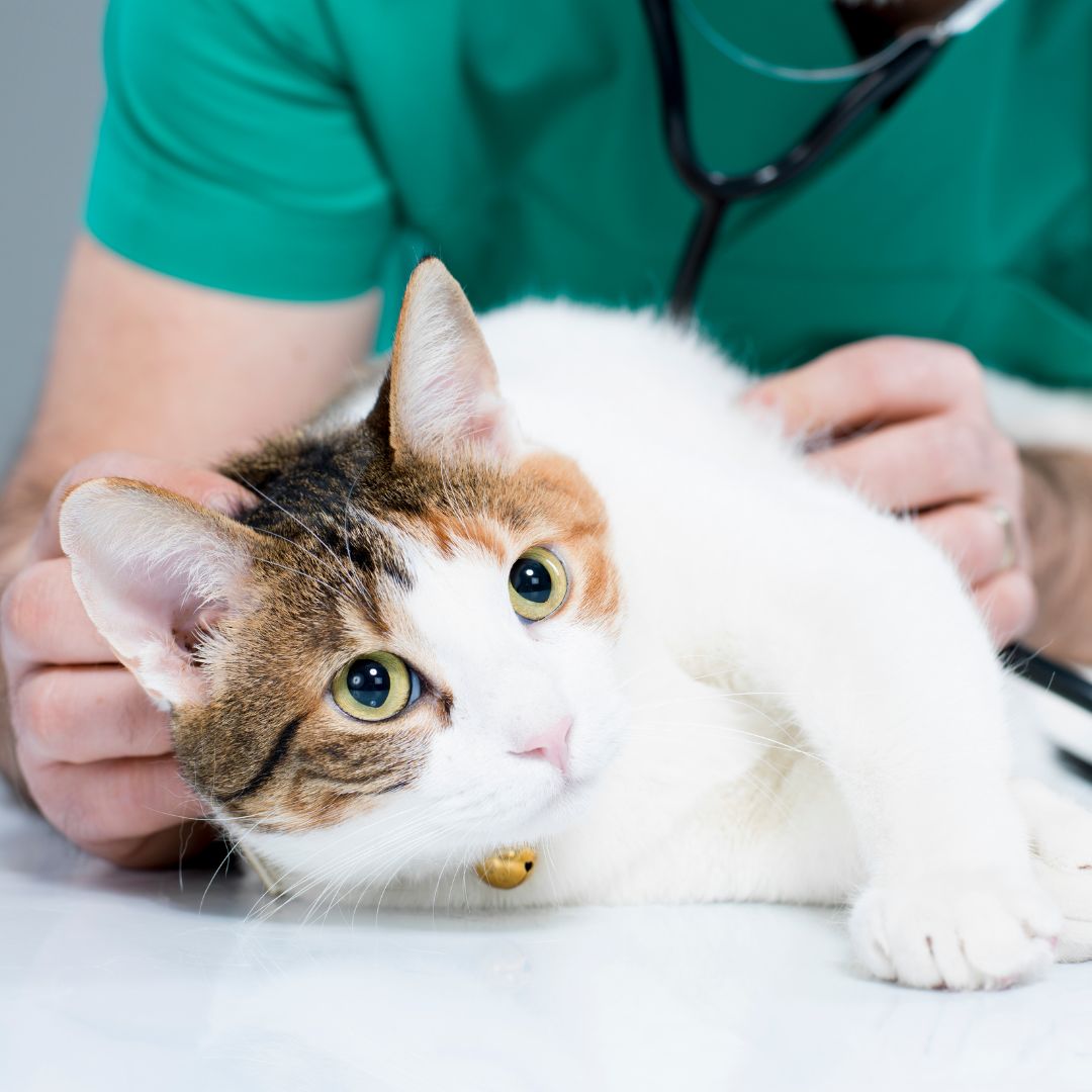 a cat is being examined by a vet