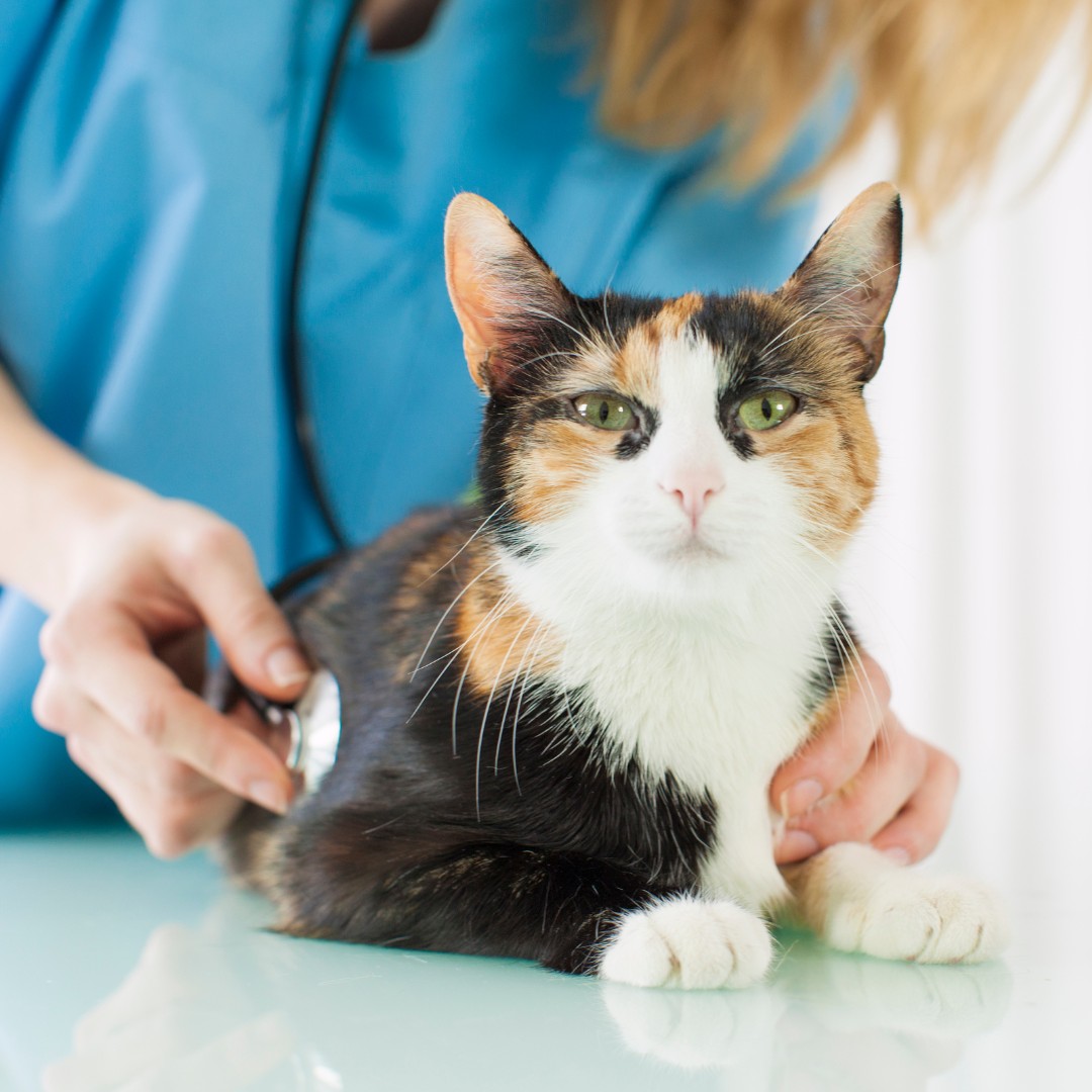 a cat is being examined by a vet