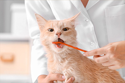 cat's teeth cleaning