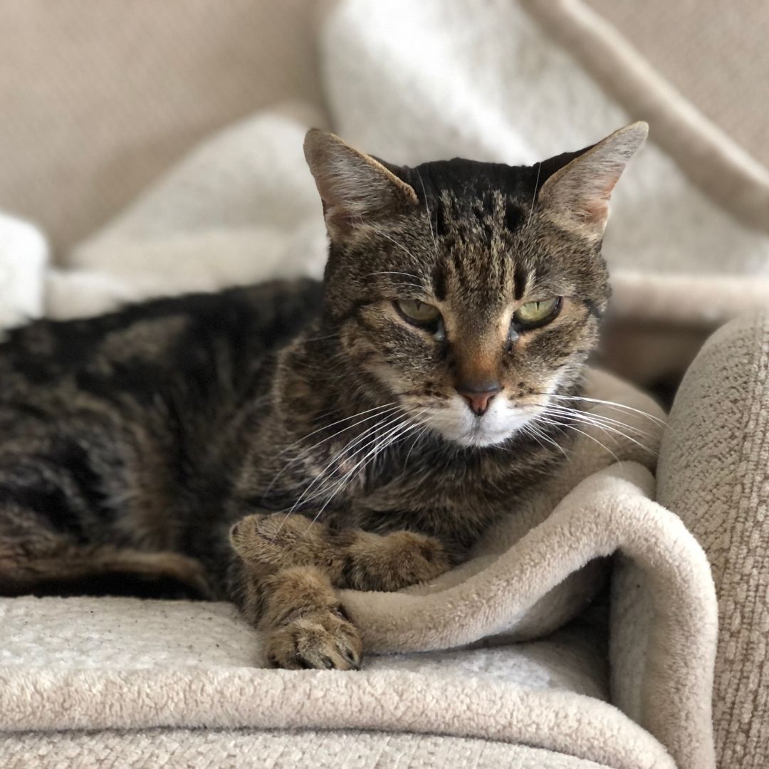 Brown elderly cat on beige couch