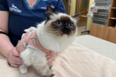 cat's teeth cleaning