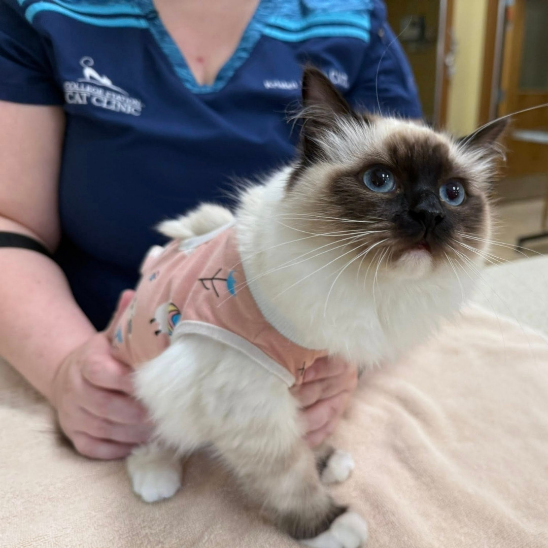a cat holding a tooth brush