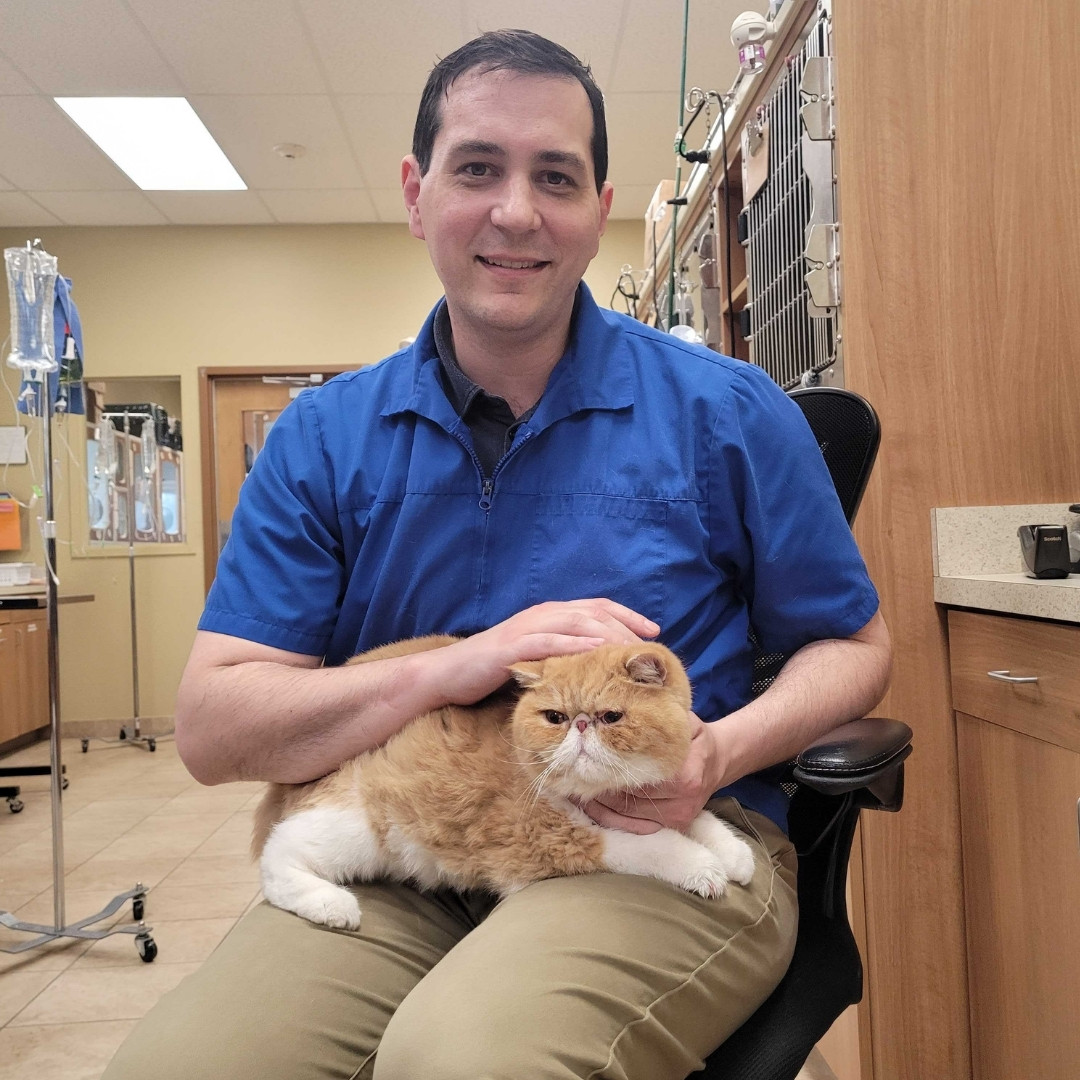 a cat is being examined by a vet