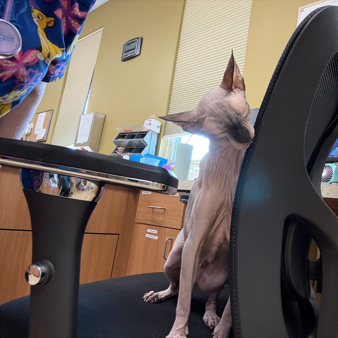 a lady scanning microchip of a cat