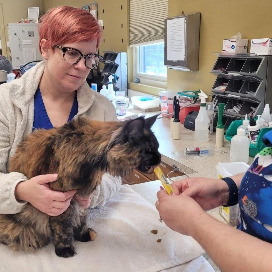 an orange and white cat eating from a purple bowl