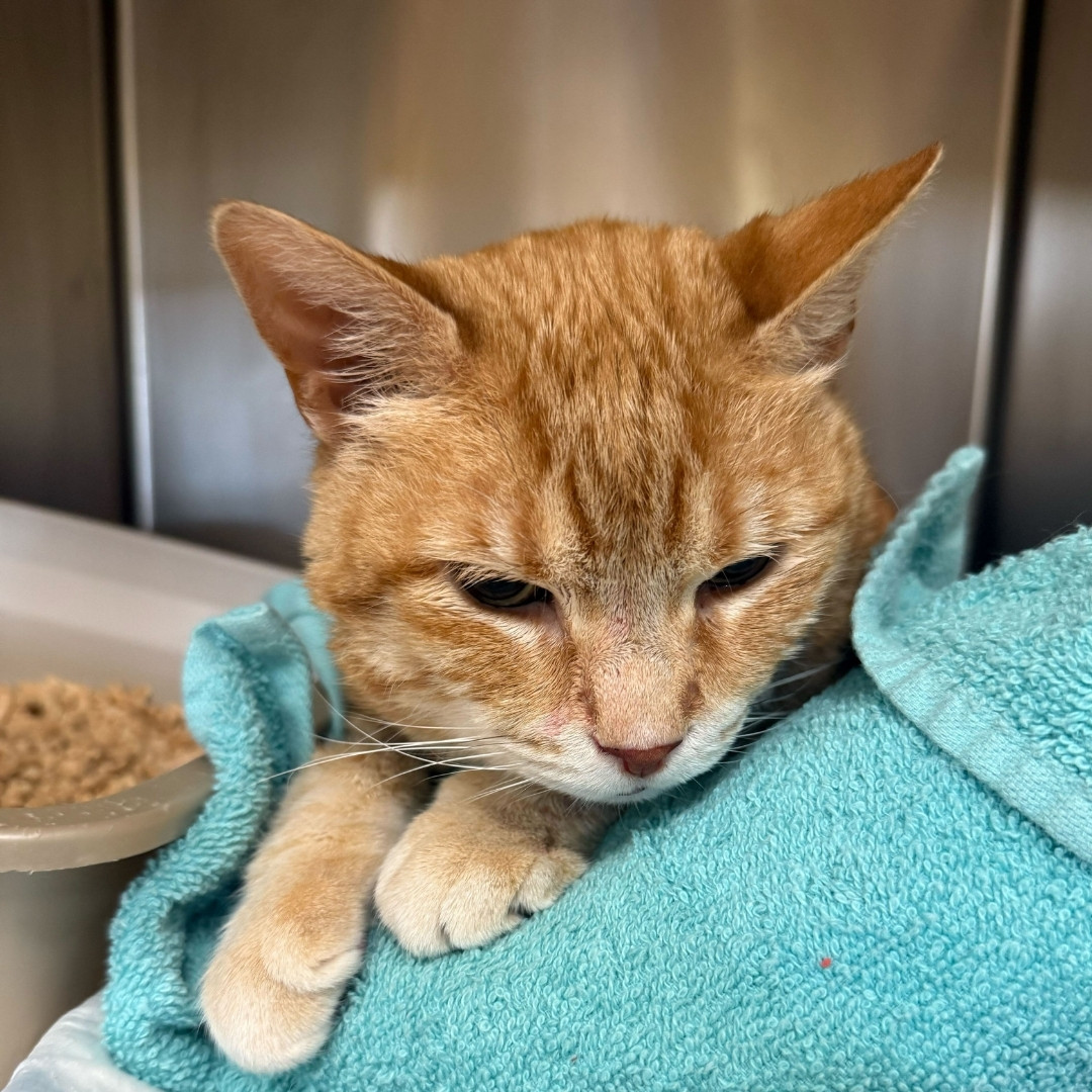 Cat Wearing a Cone in the Clinic
