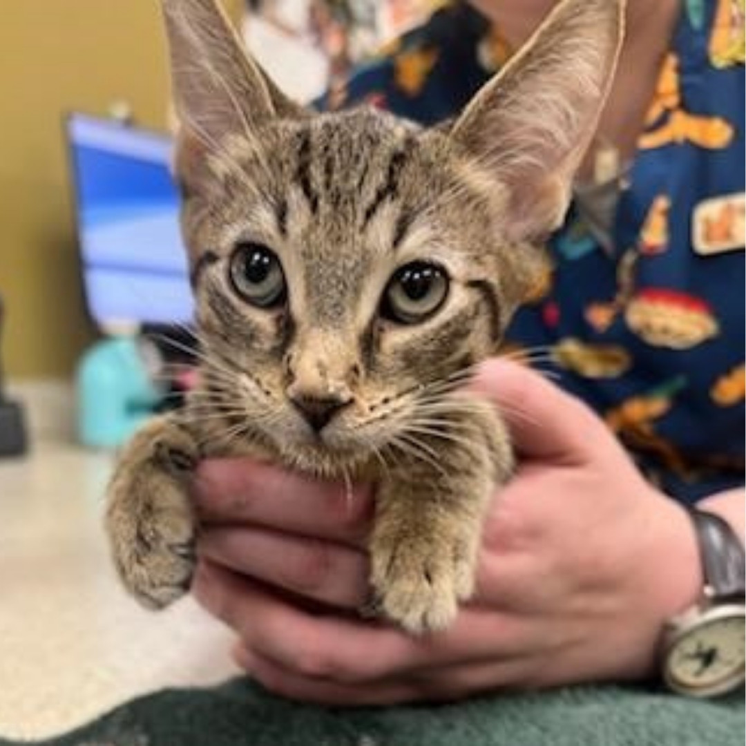 a cat is being examined by a vet
