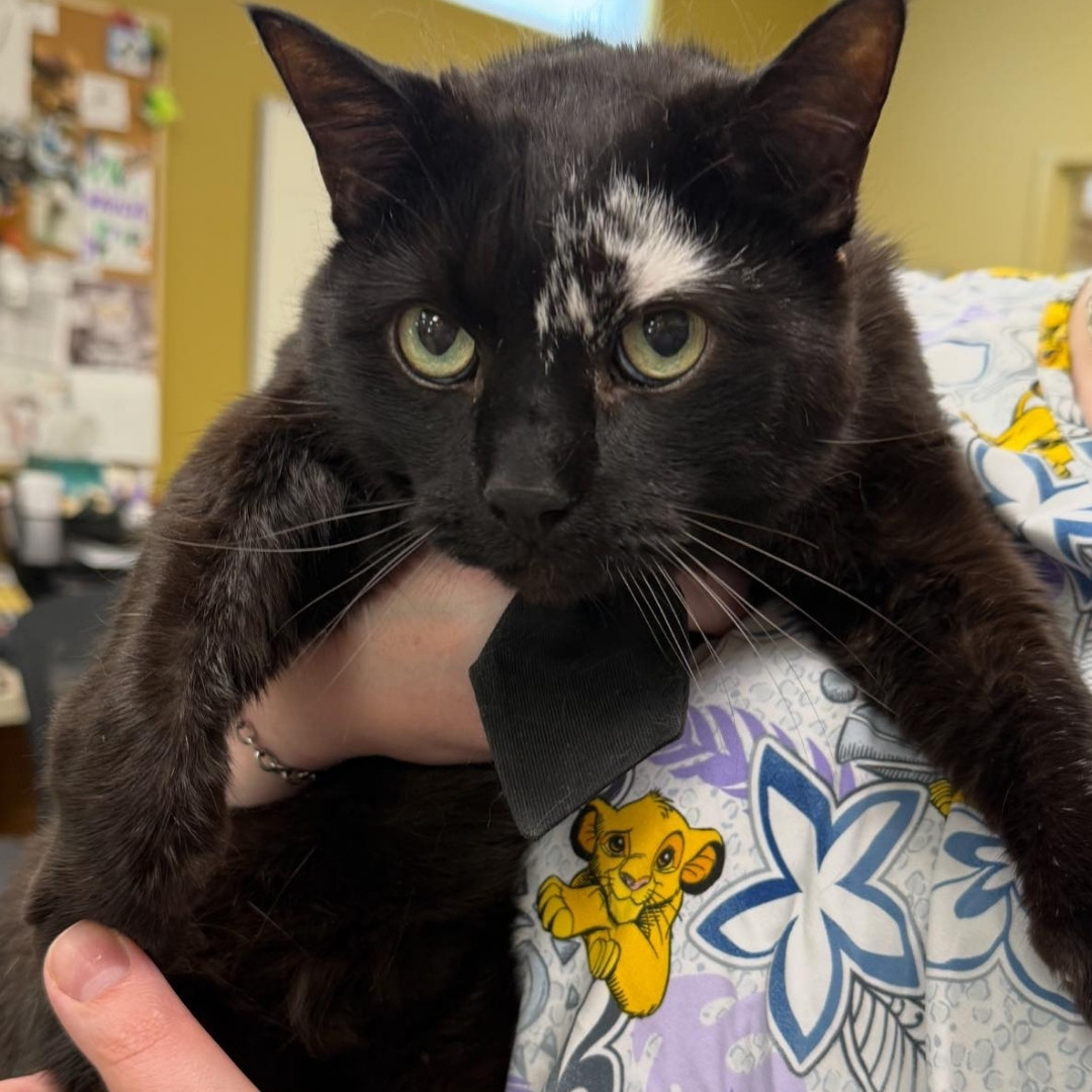 a person holding a cat